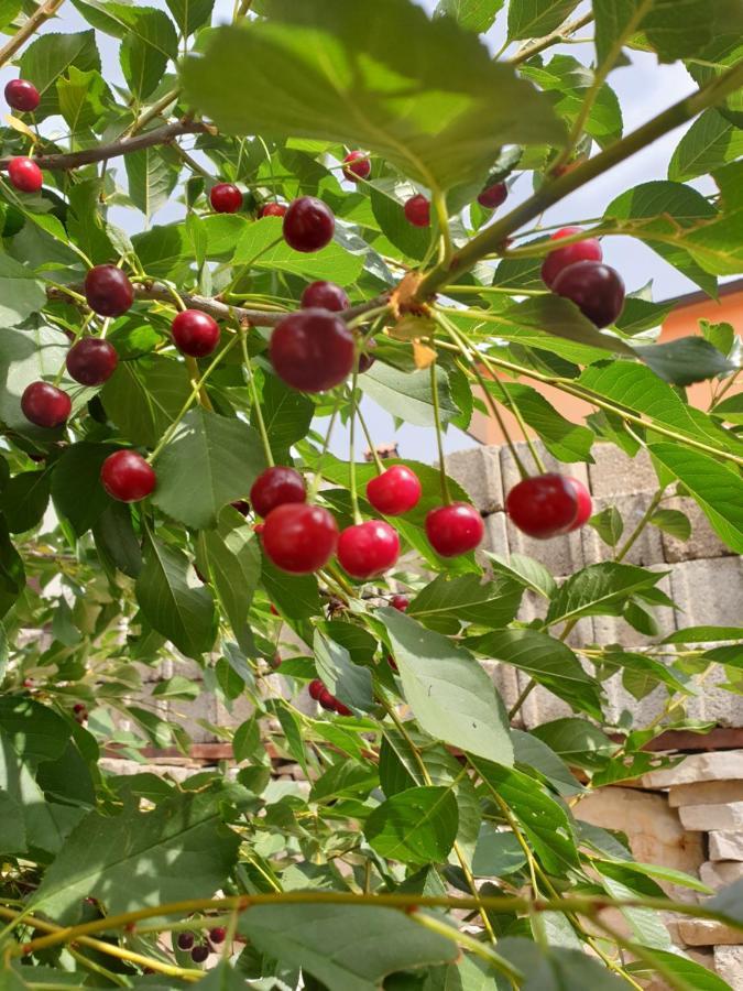 The Heart Of Dalmatia Primosten